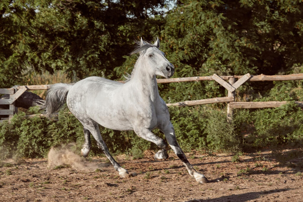 The Anglo-Arabian breed combines the best of Arabian and Thoroughbred traits.