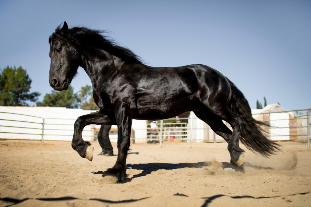 The Arabian horse is known for its elegance and endurance.