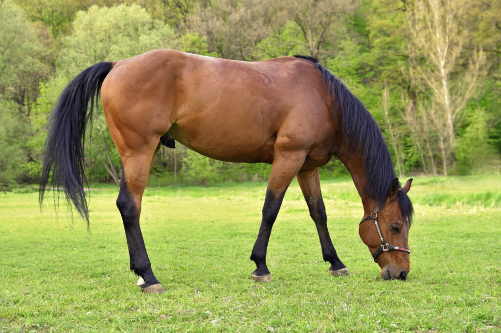 The Morgan Horse is known for its versatility and endurance.